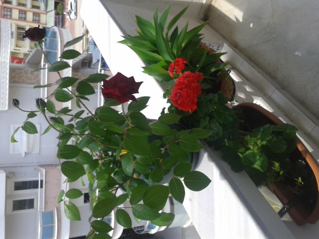 Apartment Aygun